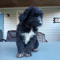 Australian shepherd mix girl #2, a female Australian Shepherd and Barbet for sale in Waynesboro, VA – 4 of 4