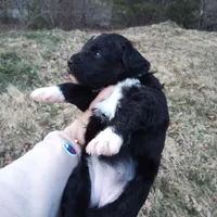 Barbet mix girl 2, a female Australian Shepherd and Barbet for sale in Monterey, VA – Photo 4 of 4