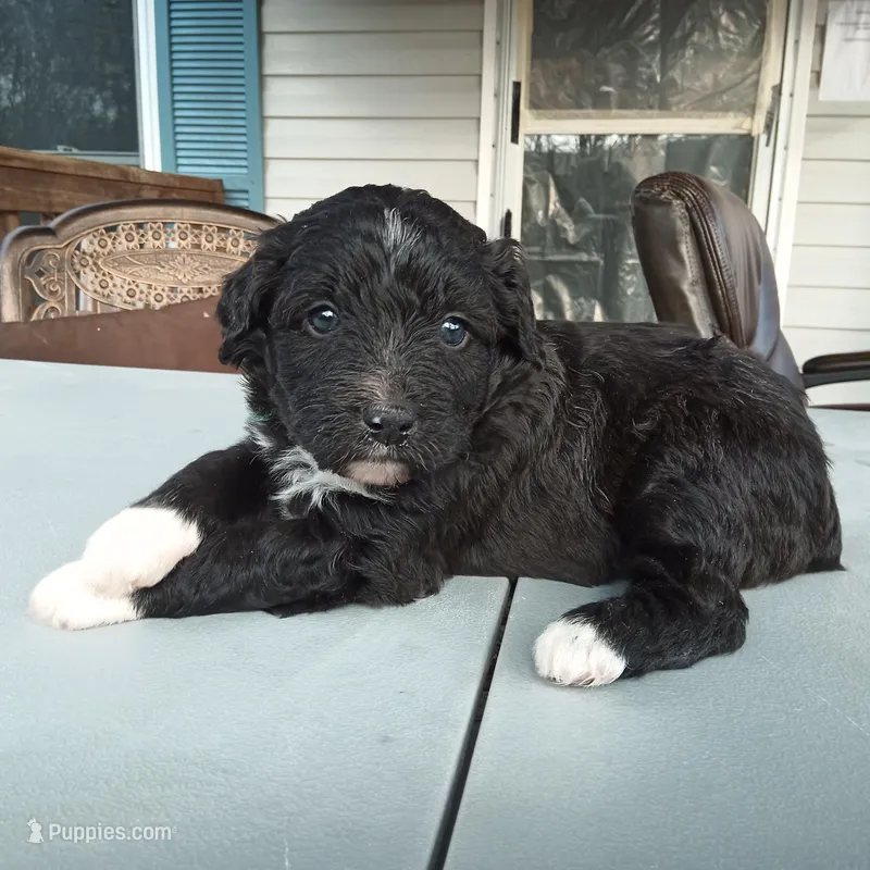 Barbet mix girl 2 – Barbet puppy for sale in Monterey, VA