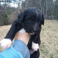 Barbet mix girl 2, a female Australian Shepherd and Barbet for sale in Monterey, VA – Photo 3 of 4