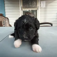 Barbet mix girl 2, a female Barbet for sale in Monterey, VA – Photo 2 of 5