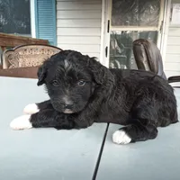 Barbet mix girl 2, a female Barbet for sale in Monterey, VA – Photo 3 of 5