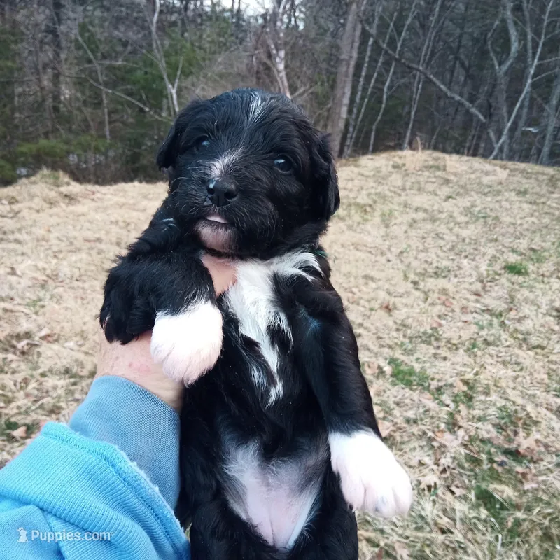 Barbet mix girl 2 – Australian Shepherd, Barbet puppy for sale in Monterey, VA