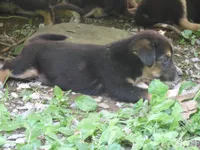 Finnish Lapphund mix girl #1, a female Finnish Lapphund for sale in Waynesboro, VA – 3 of 3