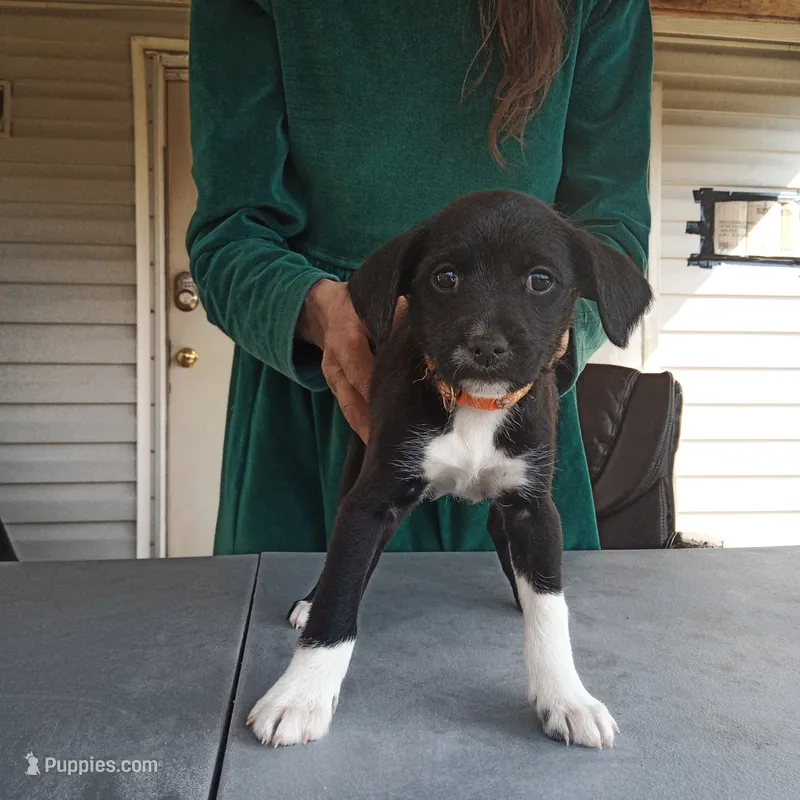 Chihuahua mix girl – Chihuahua puppy for sale in Monterey, VA