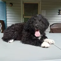 Barbet girl #2, a female Barbet for sale in Monterey, VA – 2 of 4