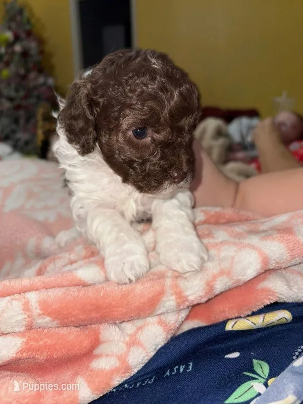 Choco – Poodle - Miniature  puppy for sale in Beverly Hills, CA