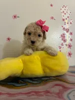Rose, a female Poodle - Toy  for sale in Beverly Hills, CA – Photo 2 of 2