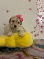 Rose, a female Poodle - Toy  for sale in Beverly Hills, CA – Photo 1 of 2