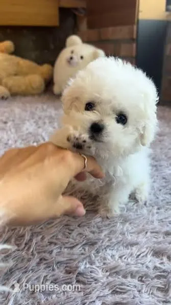 Coco – Poodle - Toy  puppy for sale in Beverly Hills, CA