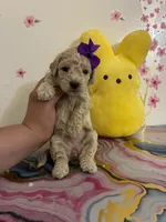 Linda, a female Poodle - Toy  for sale in Beverly Hills, CA – Photo 2 of 2