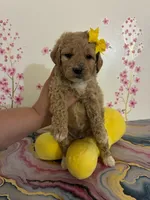 Dior, a female Poodle - Toy  for sale in Beverly Hills, CA – Photo 1 of 2