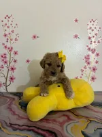 Dior, a female Poodle - Toy  for sale in Beverly Hills, CA – Photo 2 of 2