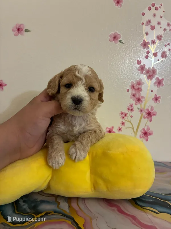 Rich , a male Poodle - Toy  for sale in Beverly Hills, CA – Photo 1 of 2