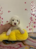 Sid, a male Poodle - Toy  for sale in Beverly Hills, CA – Photo 2 of 2