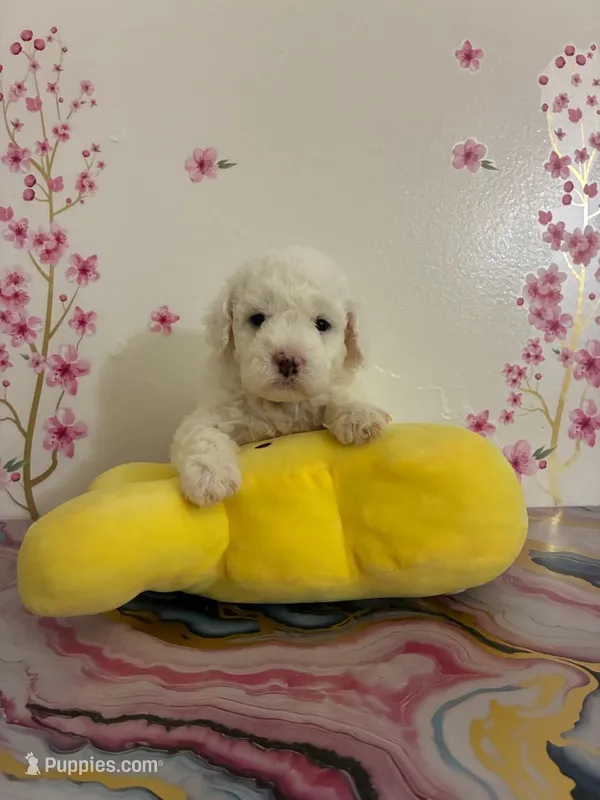 Sid – Poodle - Toy  puppy for sale in Beverly Hills, CA