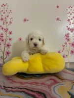 Sid, a male Poodle - Toy  for sale in Beverly Hills, CA – Photo 1 of 2
