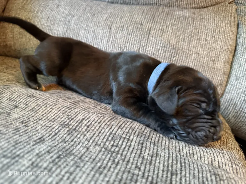 Orion – Great Dane puppy for sale in Cottonport, LA