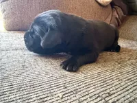 Zeus, a male Great Dane for sale in Cottonport, LA – 2 of 4