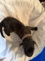 Hestia, a female Great Dane for sale in Cottonport, LA – 4 of 4