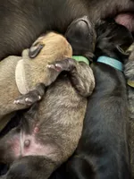 Ajax, a male Great Dane for sale in Cottonport, LA – 2 of 4