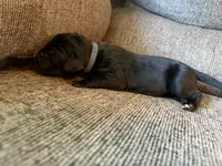 Hermes, a male Great Dane for sale in Cottonport, LA – 3 of 3