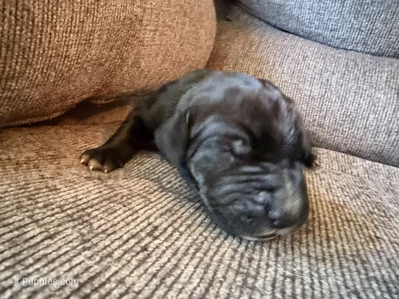 Hermes – Great Dane puppy for sale in Cottonport, LA