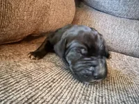 Hermes, a male Great Dane for sale in Cottonport, LA – 1 of 3