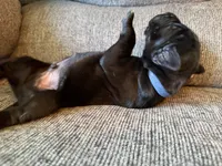 Orion, a male Great Dane for sale in Cottonport, LA – 2 of 3
