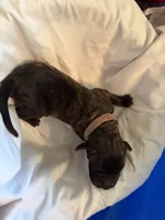 Hestia, a female Great Dane for sale in Cottonport, LA – 2 of 4
