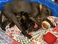 Ajax, a male Great Dane for sale in Cottonport, LA – 4 of 4