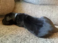 Hermes, a male Great Dane for sale in Cottonport, LA – 2 of 3