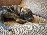 Argus, a male Great Dane for sale in Cottonport, LA – 3 of 4