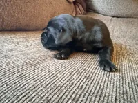 Zeus, a male Great Dane for sale in Cottonport, LA – 1 of 4