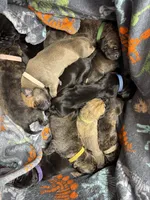 Ajax, a male Great Dane for sale in Cottonport, LA – 3 of 4
