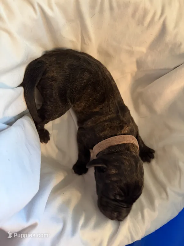 Hestia – Great Dane puppy for sale in Cottonport, LA