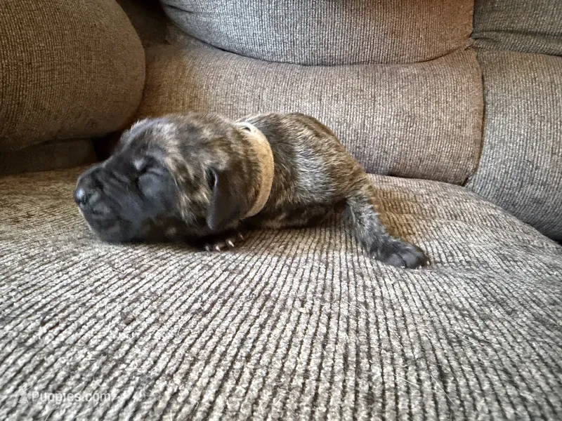 Atlas – Great Dane puppy for sale in Cottonport, LA