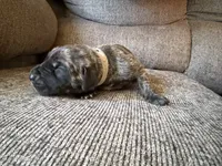 Atlas, a male Great Dane for sale in Cottonport, LA – 1 of 3