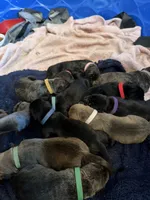 Zeus, a male Great Dane for sale in Cottonport, LA – 4 of 4