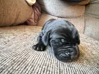 Zeus, a male Great Dane for sale in Cottonport, LA – 3 of 4