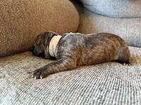 Atlas, a male Great Dane for sale in Cottonport, LA – 3 of 3