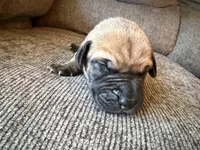 Apollo, a male Great Dane for sale in Cottonport, LA – 2 of 3