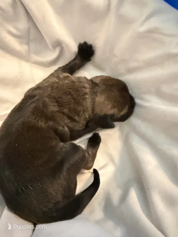 Selene – Great Dane puppy for sale in Cottonport, LA