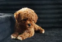 Coast, a male Miniature Goldendoodle for sale in Rock Island, TN – 2 of 2