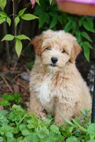 Ford, a female Goldendoodle for sale in Rock Island, TN – 3 of 4
