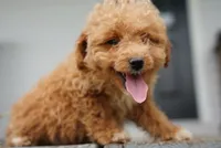 Marilyn - Micro , a female Miniature Goldendoodle for sale in Rock Island, TN – 5 of 5