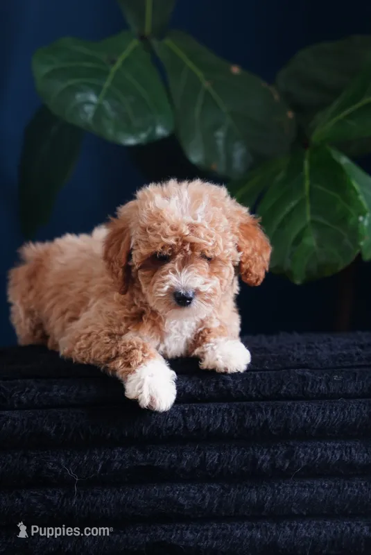 Audrey  – English Goldendoodle puppy for sale in Rock Island, TN