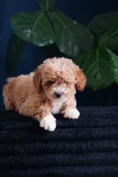 Audrey , a female English Goldendoodle for sale in Rock Island, TN – 1 of 4