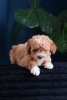 Audrey , a female English Goldendoodle for sale in Rock Island, TN – 4 of 4