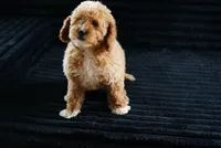 Mercedes , a female Miniature Goldendoodle for sale in Rock Island, TN – 4 of 7